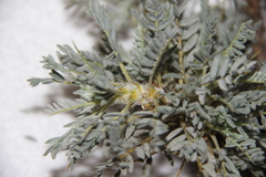 Astragalus denudatus