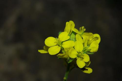 Sinapis pubescens