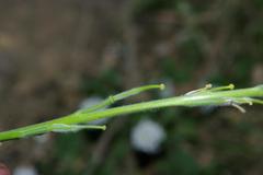 Image of Sinapis pubescens