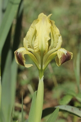 Iris pseudopumila