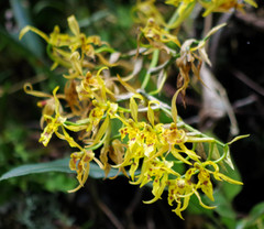 Cyrtochilum pardinum