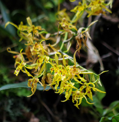 Cyrtochilum pardinum