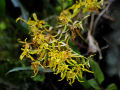 Cyrtochilum pardinum