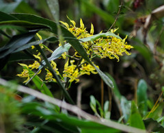 Cyrtochilum pardinum