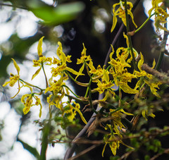 Cyrtochilum pardinum