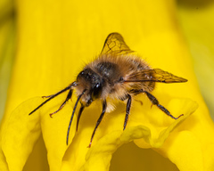 Osmia cornifrons