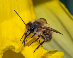 Osmia cornifrons