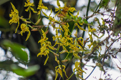 Cyrtochilum pardinum