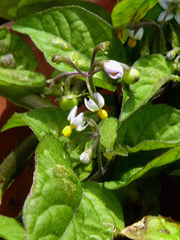 Solanum opacum