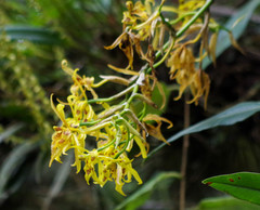 Cyrtochilum pardinum