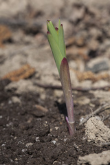 Polygonatum sewerzowii