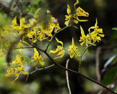 Cyrtochilum pardinum