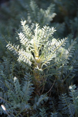 Astragalus denudatus