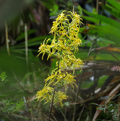 Cyrtochilum pardinum