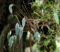 Lepanthes mucronata