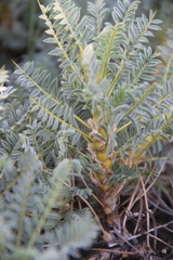Astragalus denudatus