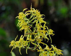 Cyrtochilum pardinum