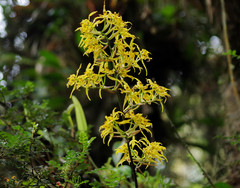 Cyrtochilum pardinum