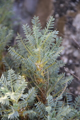 Astragalus denudatus