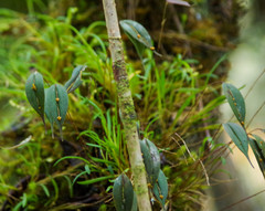 Lepanthes mucronata