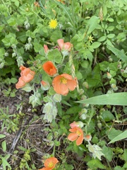 Sphaeralcea lindheimeri