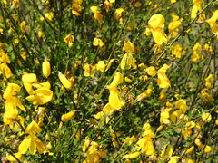 Cytisus grandiflorus