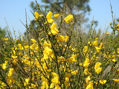 Cytisus grandiflorus