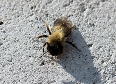 Andrena nycthemera