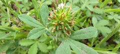Trifolium obscurum