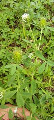 Trifolium obscurum
