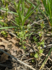 Alyssum umbellatum