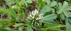 Trifolium obscurum