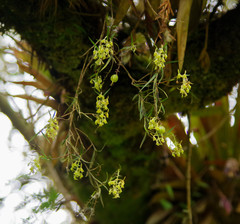 Epidendrum angustissimum