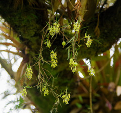 Epidendrum angustissimum