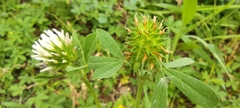 Trifolium obscurum