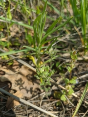Alyssum umbellatum