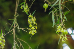 Epidendrum angustissimum