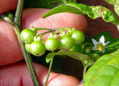 Solanum opacum