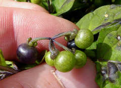 Solanum opacum