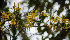 Cyrtochilum pardinum