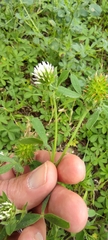 Trifolium obscurum