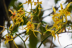 Cyrtochilum pardinum