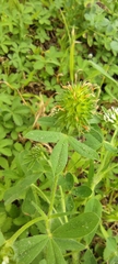 Trifolium obscurum