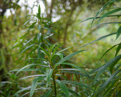 Siphocampylus lucidus