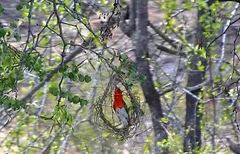 Anaplectes rubriceps