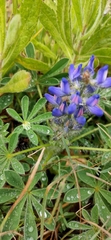 Lupinus micranthus