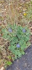 Lupinus micranthus