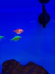 Gymnocorymbus ternetzi