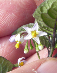 Solanum opacum