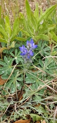 Lupinus micranthus